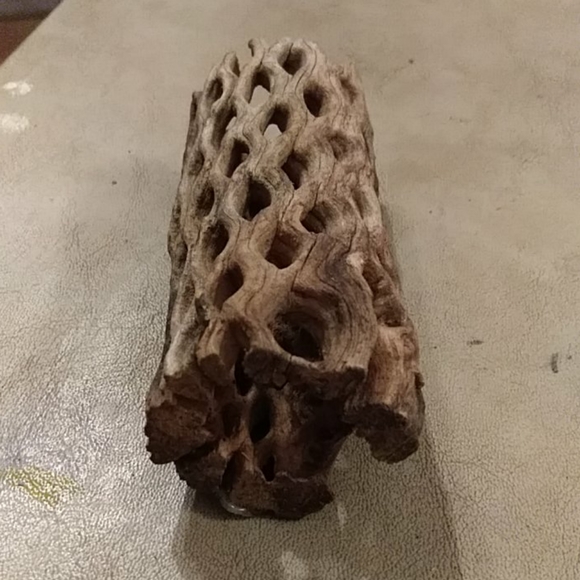 Hermit crab climbing log. - Picture 2 of 4